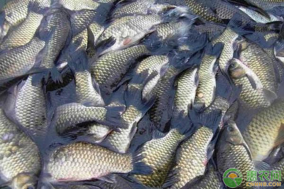 優化鯽魚養殖 掌握科學方法，提升養殖效益與水質改良劑應用