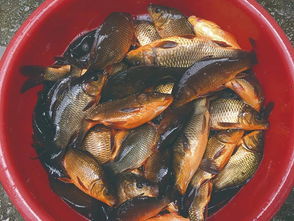 活化一條魚 致富一方人——連南縣水產(chǎn)技術(shù)推廣站助力魚類養(yǎng)殖技術(shù)發(fā)展