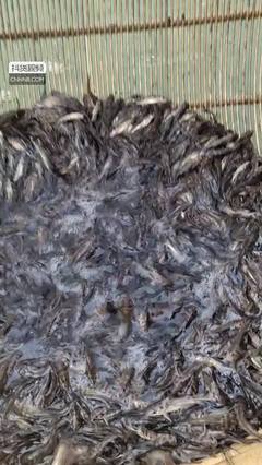 雜交黃骨魚高效養(yǎng)殖技術(shù)解析