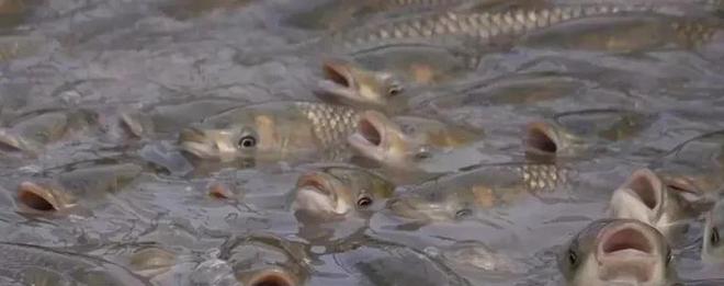 養(yǎng)魚投餌量控制 以精準(zhǔn)喂養(yǎng)節(jié)省成本、提升產(chǎn)量、增加效益