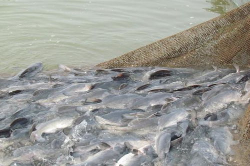 從珍饈到尋常 長江江團(tuán)的身價(jià)變遷與養(yǎng)殖技術(shù)發(fā)展