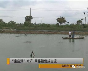 寶應(yīng)湖水產(chǎn) 網(wǎng)購直達(dá)的新鮮美味，背后的水質(zhì)改良劑科技